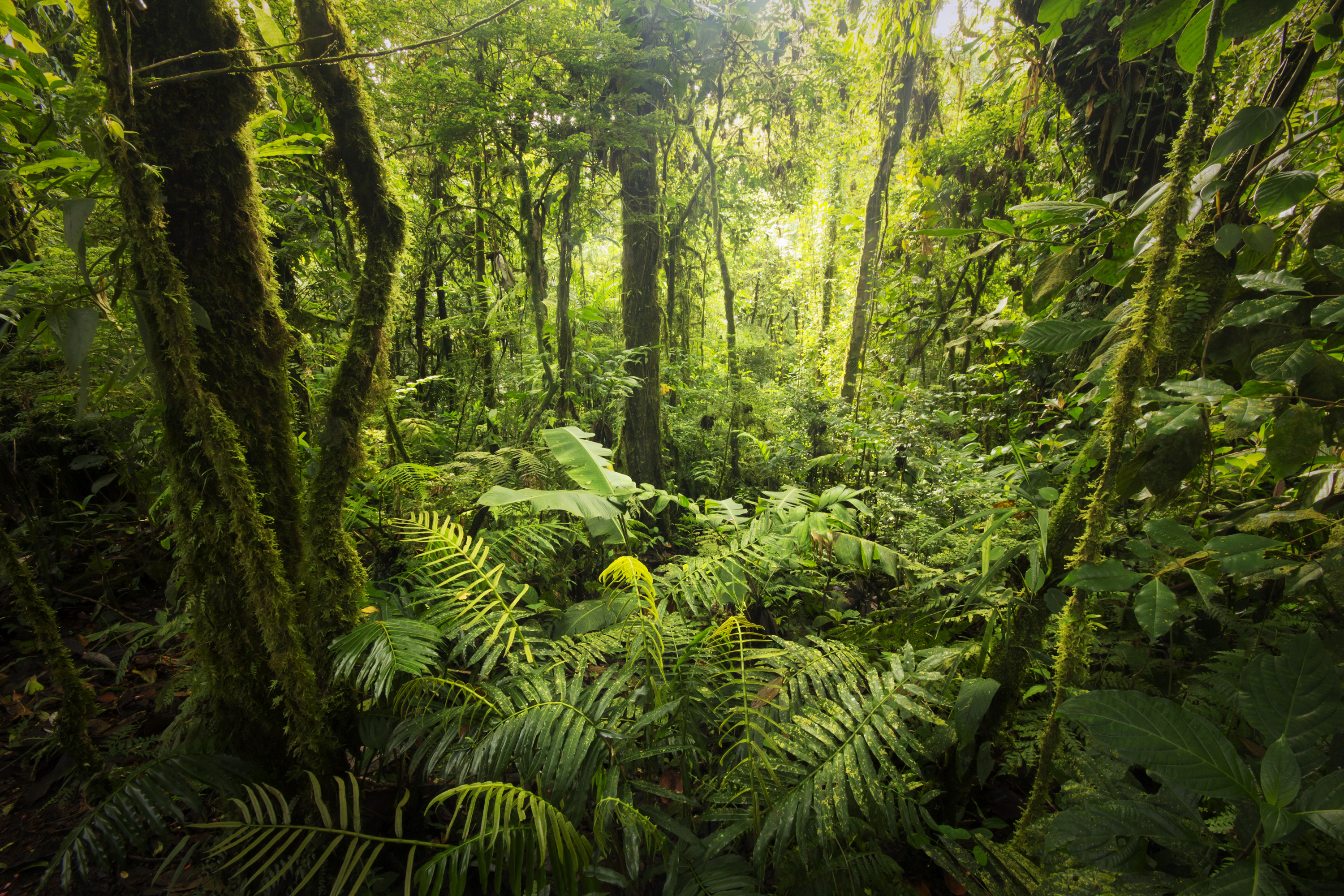 costa rica cloud forest