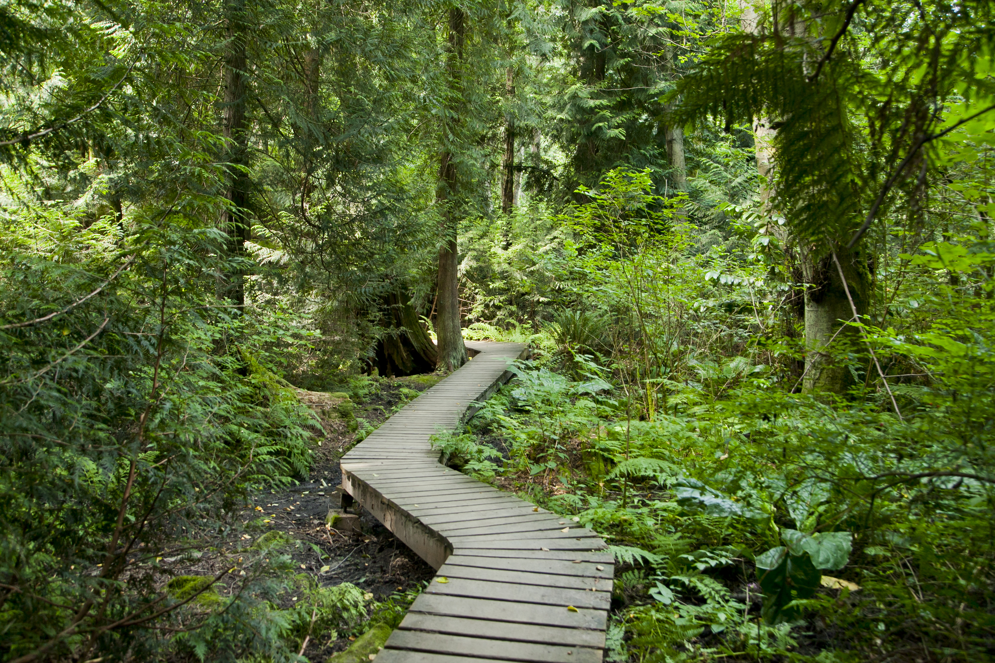 wooden trail in forest