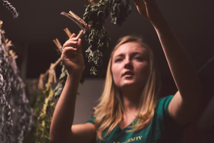 Bastyr student drying herbs
