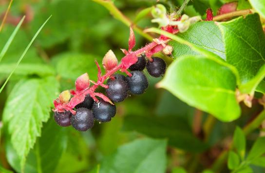 Salal Berry