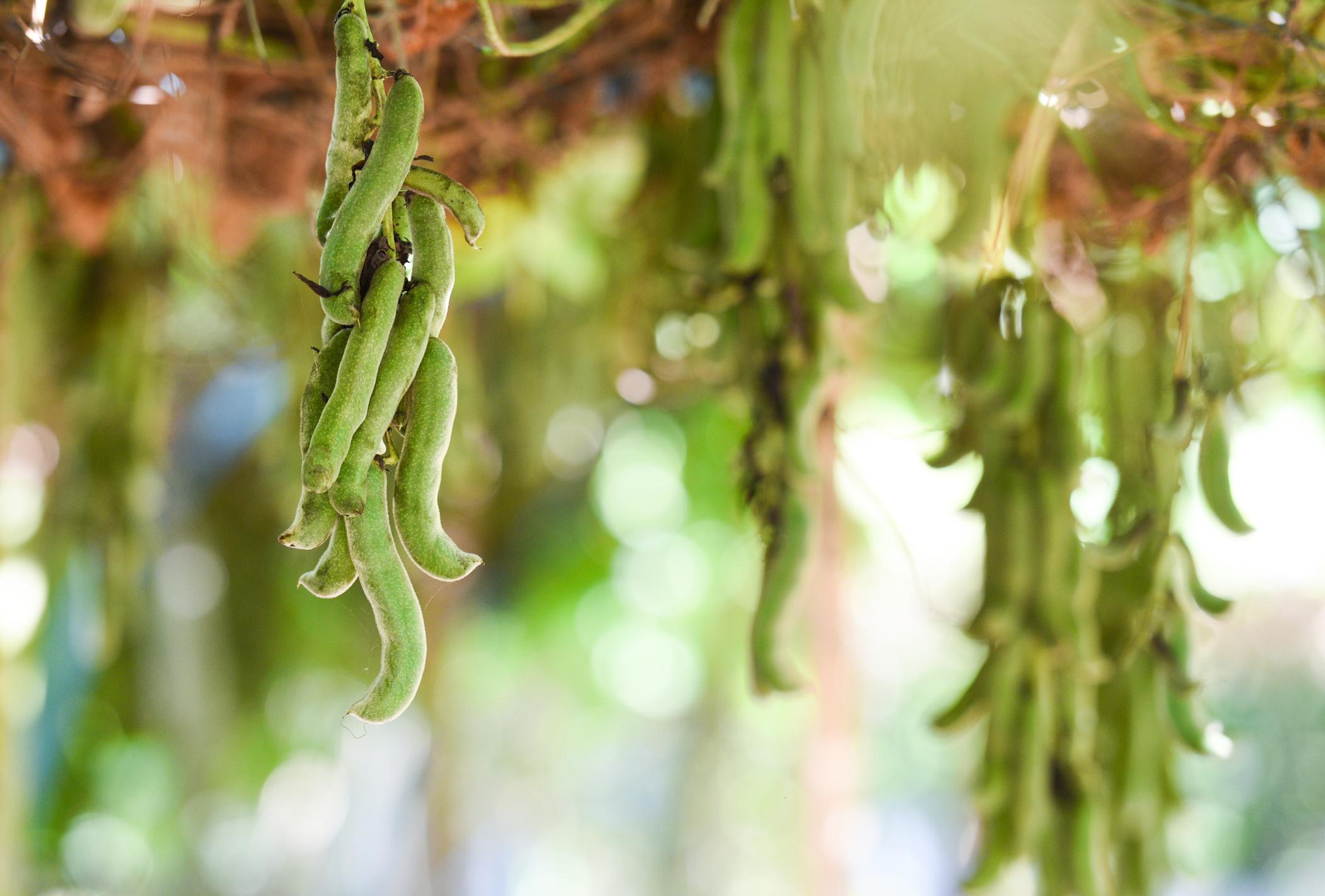 hanging plants