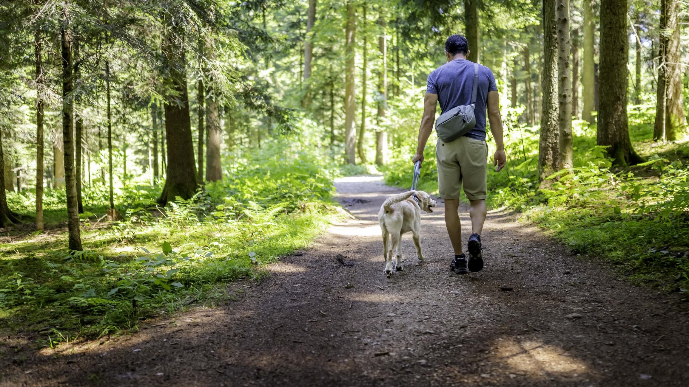 person walking dog in forest