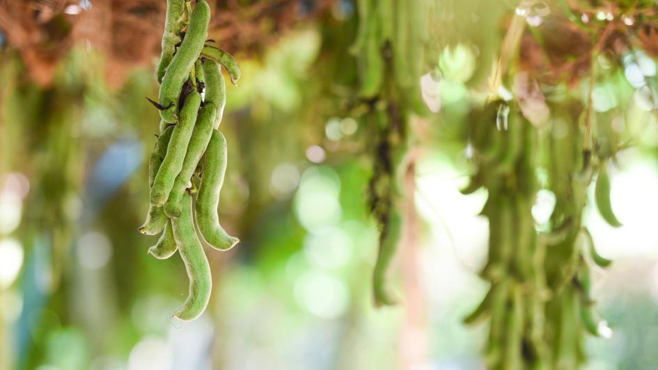 hanging plants