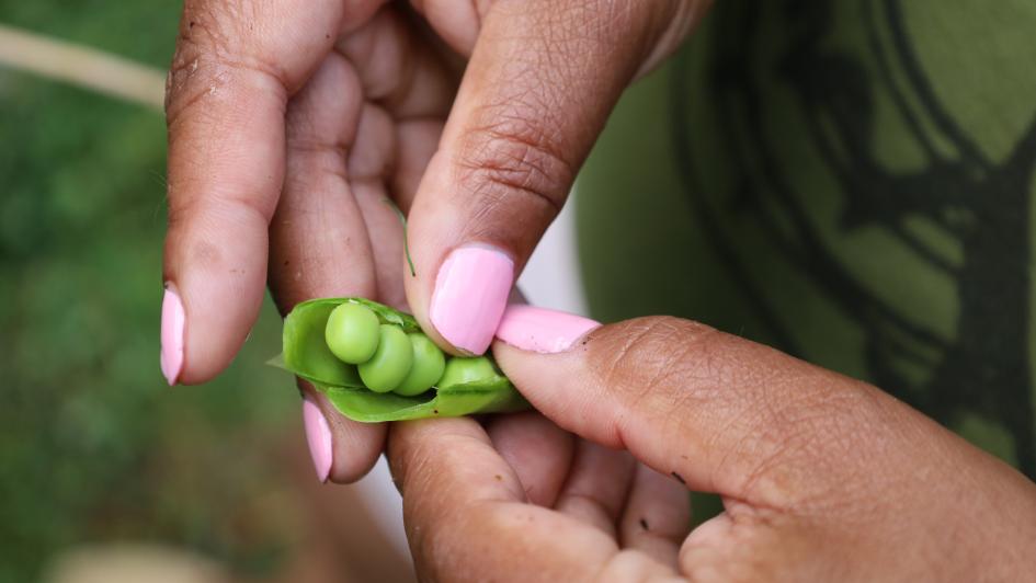 person picking peas