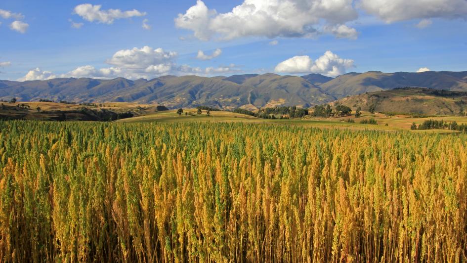 quinoa field