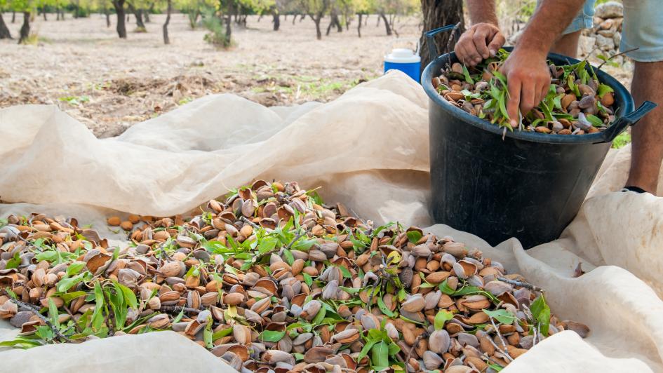 harvesting almonds