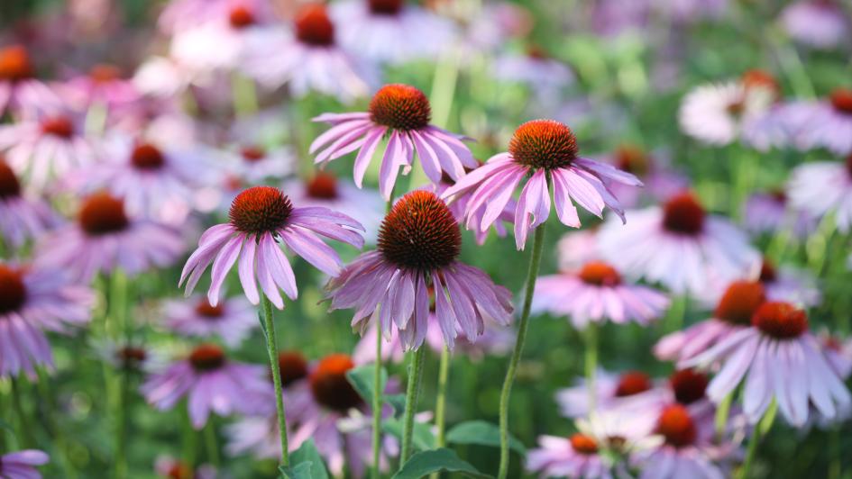 purple cone flower