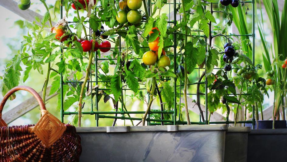 container gardening with tomatoes