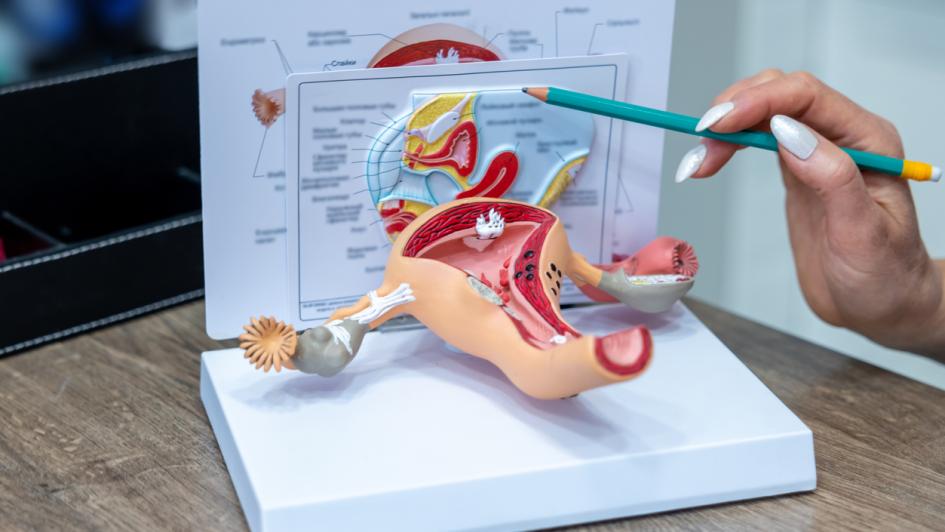 Female reproductive system model